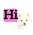 【英語版】真っ白い犬（個別スタンプ：11）