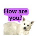 【英語版】真っ白い犬（個別スタンプ：12）