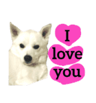 【英語版】真っ白い犬（個別スタンプ：13）
