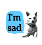 【英語版】真っ白い犬（個別スタンプ：16）
