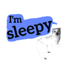 【英語版】真っ白い犬（個別スタンプ：17）