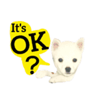 【英語版】真っ白い犬（個別スタンプ：18）
