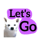 【英語版】真っ白い犬（個別スタンプ：19）