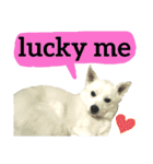 【英語版】真っ白い犬（個別スタンプ：20）