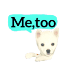 【英語版】真っ白い犬（個別スタンプ：21）