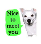 【英語版】真っ白い犬（個別スタンプ：22）