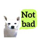 【英語版】真っ白い犬（個別スタンプ：23）