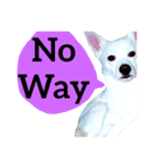 【英語版】真っ白い犬（個別スタンプ：25）