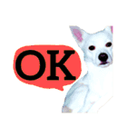 【英語版】真っ白い犬（個別スタンプ：26）