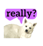 【英語版】真っ白い犬（個別スタンプ：27）