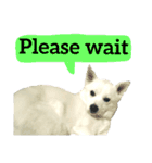 【英語版】真っ白い犬（個別スタンプ：28）
