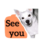 【英語版】真っ白い犬（個別スタンプ：29）