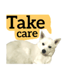 【英語版】真っ白い犬（個別スタンプ：32）