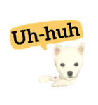 【英語版】真っ白い犬（個別スタンプ：34）
