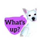 【英語版】真っ白い犬（個別スタンプ：36）