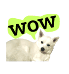 【英語版】真っ白い犬（個別スタンプ：37）