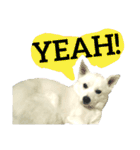 【英語版】真っ白い犬（個別スタンプ：38）