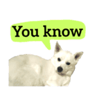 【英語版】真っ白い犬（個別スタンプ：39）
