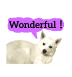 【英語版】真っ白い犬（個別スタンプ：40）