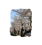 町の桜並木2（個別スタンプ：34）