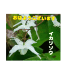 日々のご挨拶に 春先の山野草の花を添えて（個別スタンプ：1）