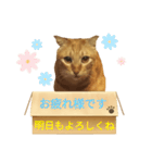 てばさんのきなこスタンプ（個別スタンプ：2）