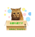 てばさんのきなこスタンプ（個別スタンプ：5）