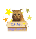 てばさんのきなこスタンプ（個別スタンプ：7）