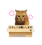 てばさんのきなこスタンプ（個別スタンプ：8）