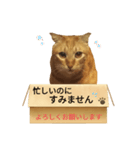 てばさんのきなこスタンプ（個別スタンプ：9）