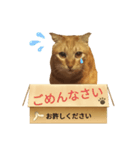 てばさんのきなこスタンプ（個別スタンプ：10）