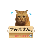 てばさんのきなこスタンプ（個別スタンプ：11）