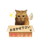 てばさんのきなこスタンプ（個別スタンプ：13）