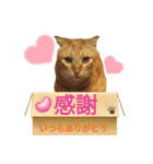 てばさんのきなこスタンプ（個別スタンプ：14）