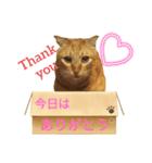 てばさんのきなこスタンプ（個別スタンプ：15）