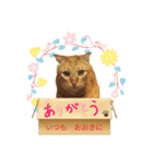 てばさんのきなこスタンプ（個別スタンプ：17）