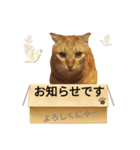 てばさんのきなこスタンプ（個別スタンプ：18）