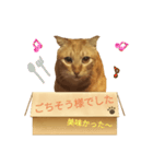 てばさんのきなこスタンプ（個別スタンプ：19）