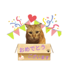 てばさんのきなこスタンプ（個別スタンプ：23）