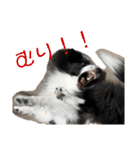 おたからすたんぷ6（個別スタンプ：30）