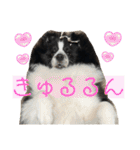 おたからすたんぷ6（個別スタンプ：34）