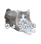 実家のたまちゃんスタンプ（個別スタンプ：1）