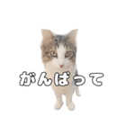 実家のたまちゃんスタンプ（個別スタンプ：2）