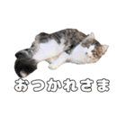 実家のたまちゃんスタンプ（個別スタンプ：3）