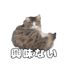 実家のたまちゃんスタンプ（個別スタンプ：5）