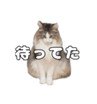 実家のたまちゃんスタンプ（個別スタンプ：6）