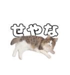実家のたまちゃんスタンプ（個別スタンプ：8）
