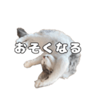 実家のたまちゃんスタンプ（個別スタンプ：9）