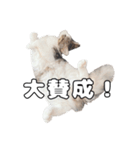実家のたまちゃんスタンプ（個別スタンプ：10）