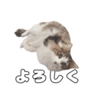 実家のたまちゃんスタンプ（個別スタンプ：12）